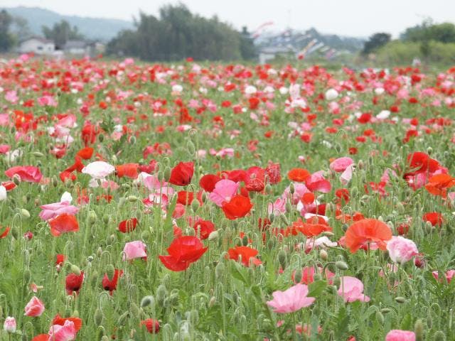 きつれ川ポピーまつり