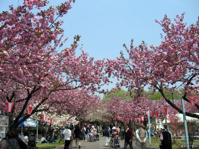 【2021年開催中止】天平の花まつり
