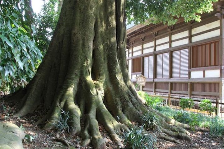 龍興寺のシラカシ