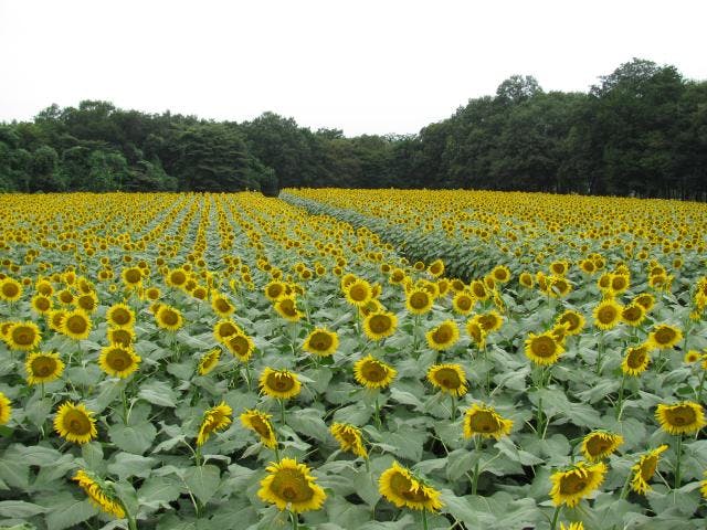 【2020年中止】かみのかわサンフラワー祭り