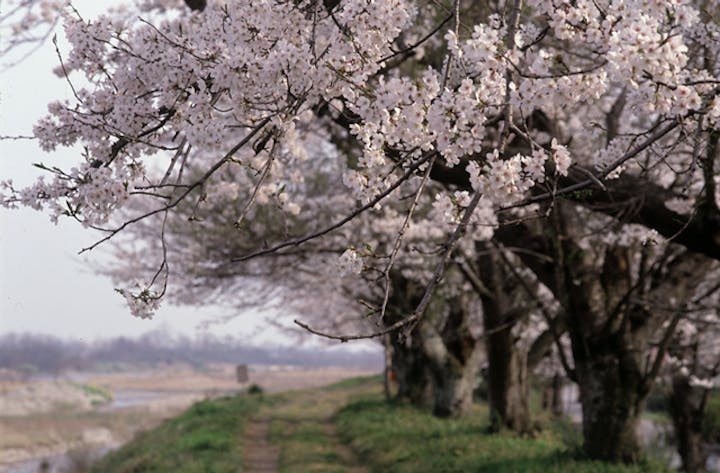 金崎堤の桜