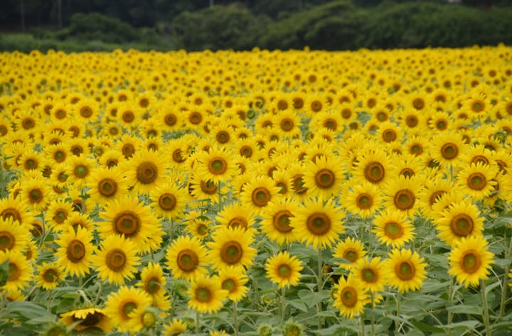 【2021年開催中止】ひまわり祭り
