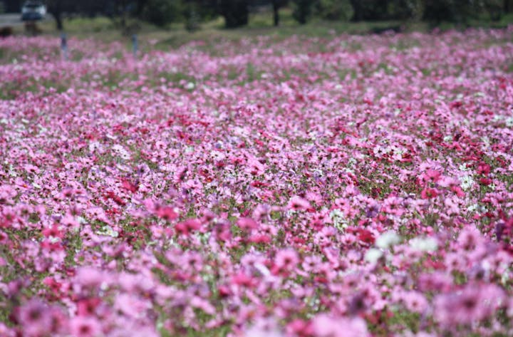 【2021年開催中止】コスモス祭り