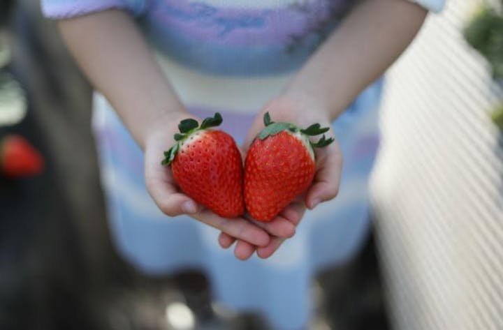 【終了】JＡはが野　益子観光いちご団地