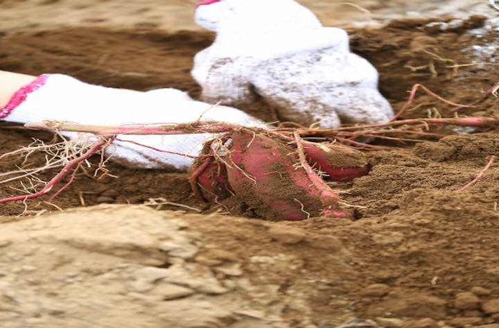 益子町いもほり観光農園