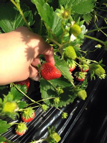 【終了】吉村農園