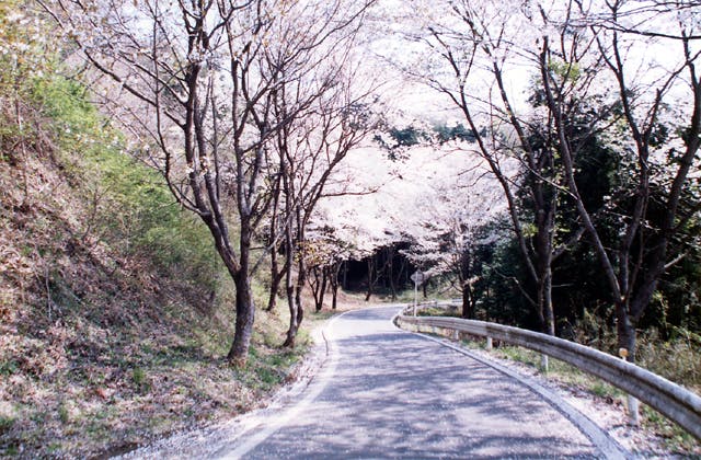 和の道の桜