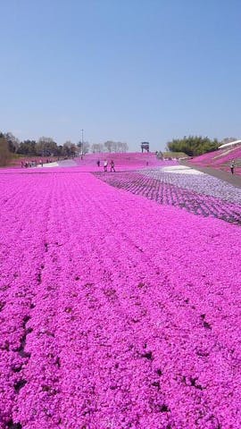 市貝町芝ざくらまつり