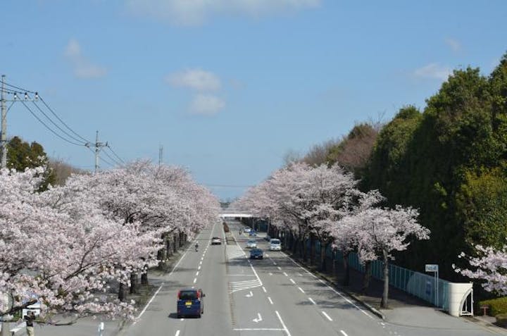 【2020年中止】芳賀町さくら祭り