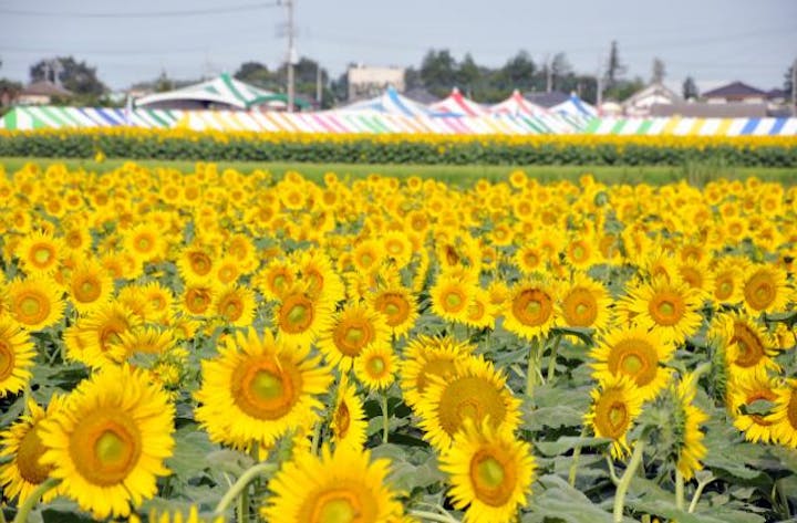 ひまわりフェスティバル（栃木県野木町）