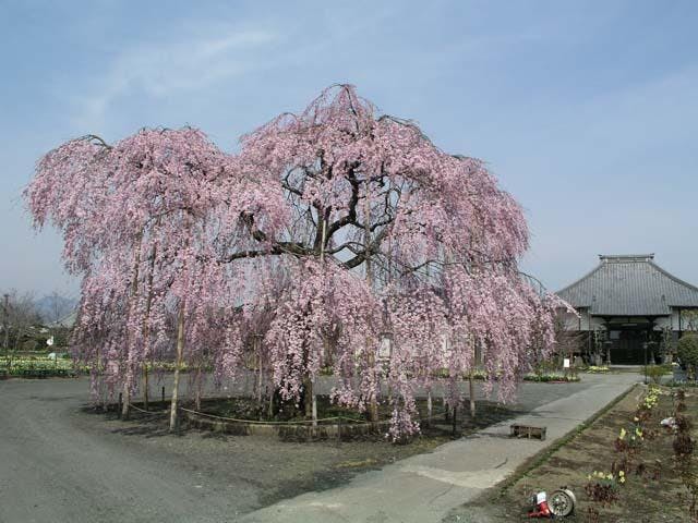 長福寺のしだれ桜