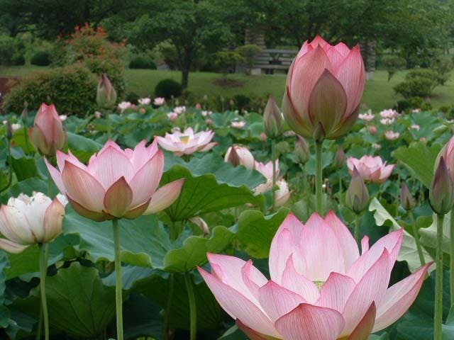 つがの里花ハス