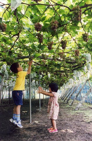高根沢観光ブドウ園