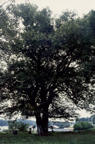 八ヶ代西山辰街道の大桜