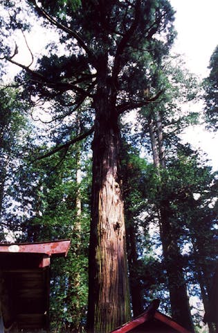 熊野神社の御神木
