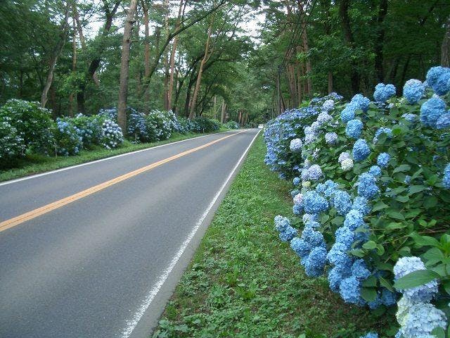 那須街道のアジサイ