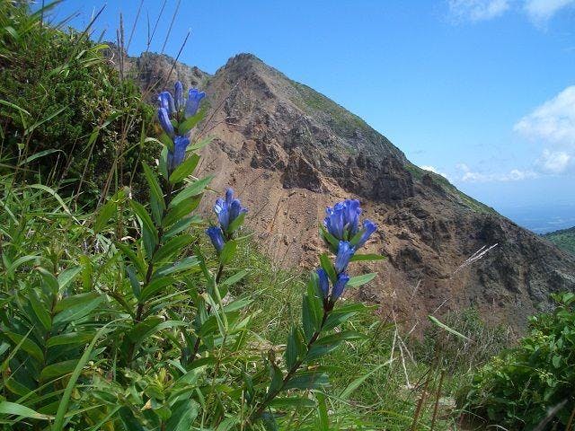 那須高原のりんどう