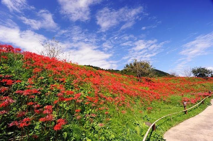 簑沢彼岸花群生地
