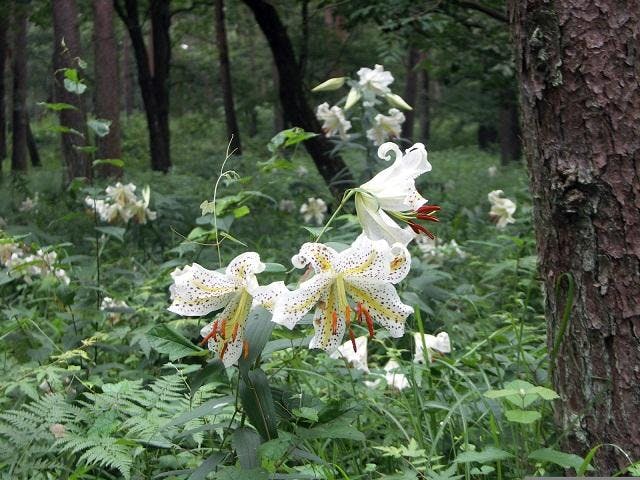 那須街道のヤマユリ