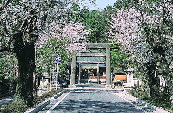 乃木神社のさくら