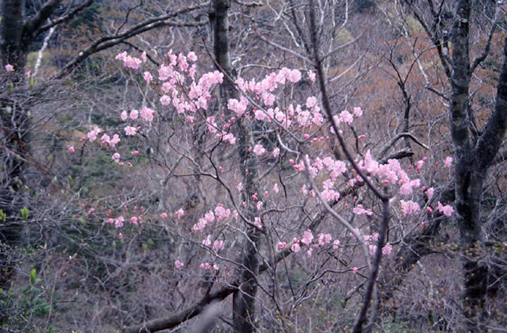 塩原前山のヤシオツツジ