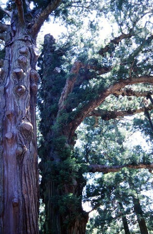 八幡神社の逆杉