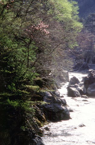 箒川沿岸のヤシオツツジ