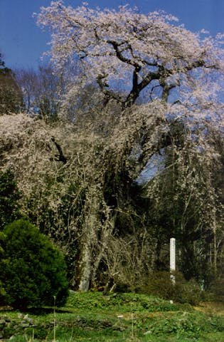 秋山の枝垂桜