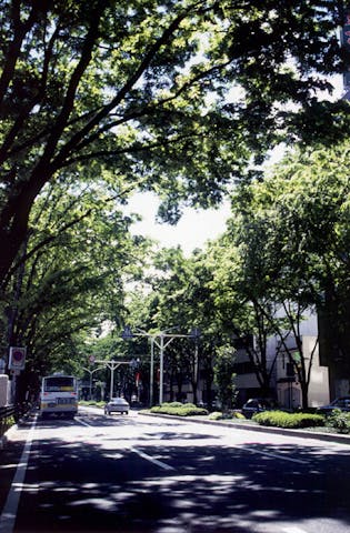 前橋駅前ケヤキ並木