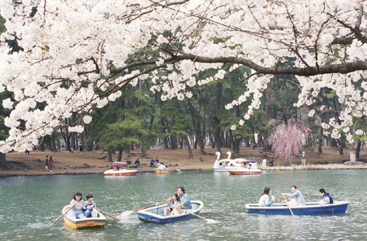 敷島公園の桜 アソビュー