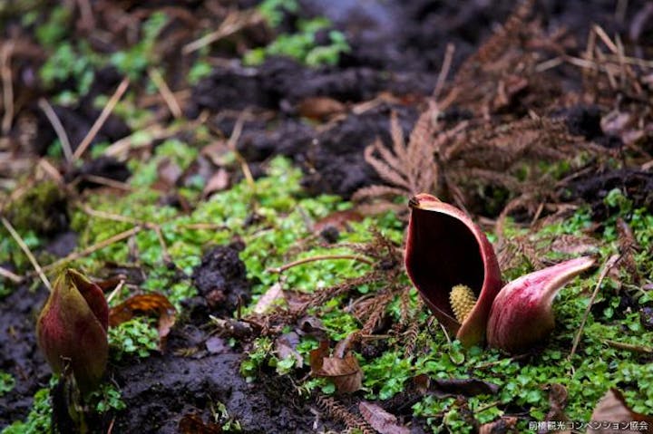 沼の窪ザゼンソウ群生地