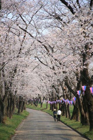【2021年中止】赤城南面千本桜まつり
