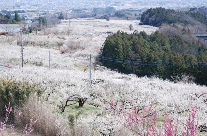 みさと梅まつり