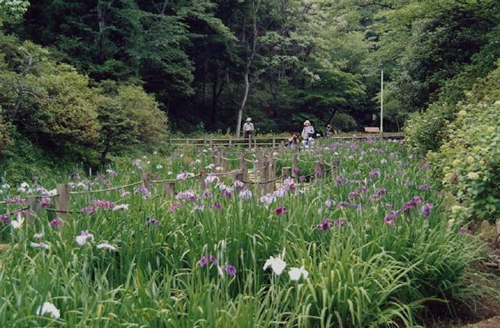 花菖蒲まつり（群馬県桐生市）