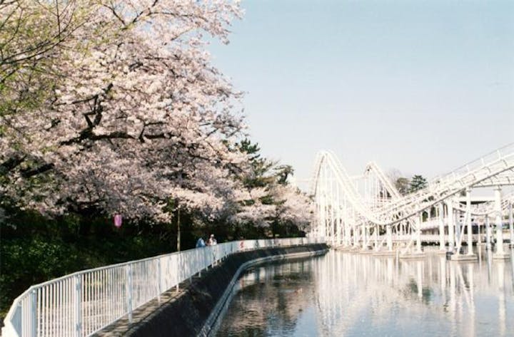 華蔵寺公園のさくら アソビュー