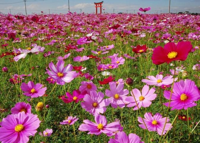 【2020年中止】小泉コスモスまつり