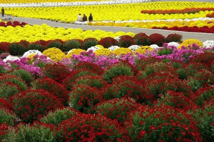【2020年中止】あかぼり小菊の里まつり