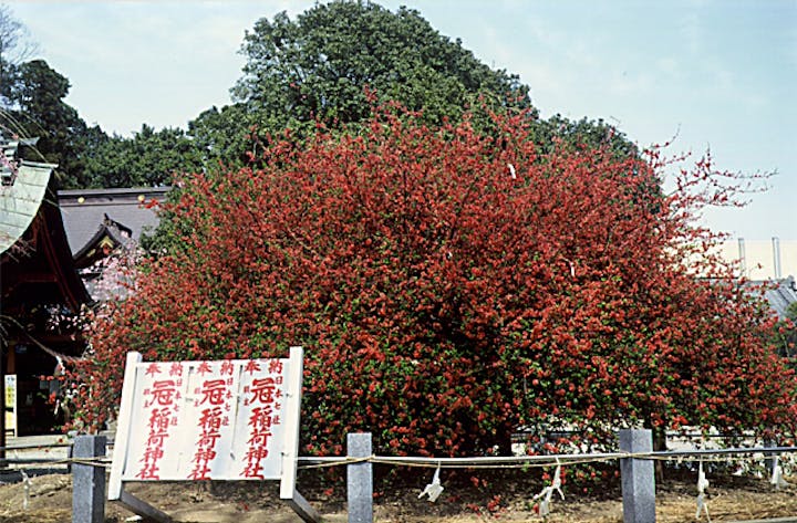 冠稲荷神社のボケ