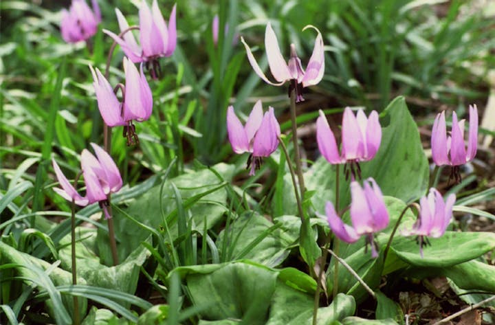 丸山カタクリ群生地