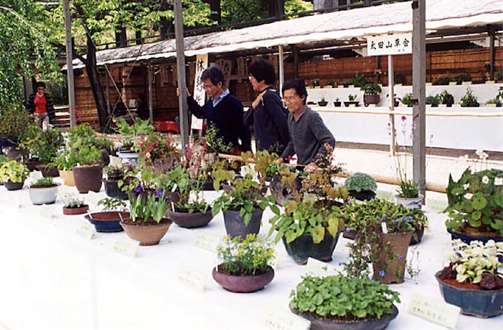 【2021年規模縮小開催】関東山野草展