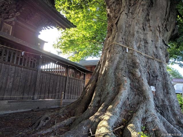 須賀神社の大ケヤキ