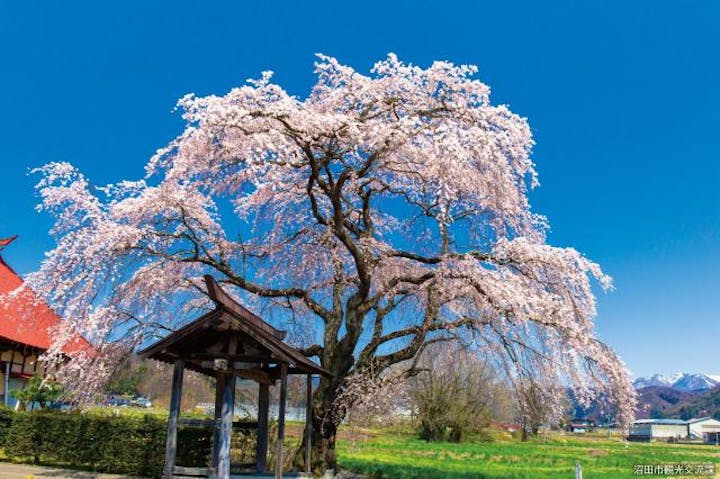 天照寺のシダレザクラ