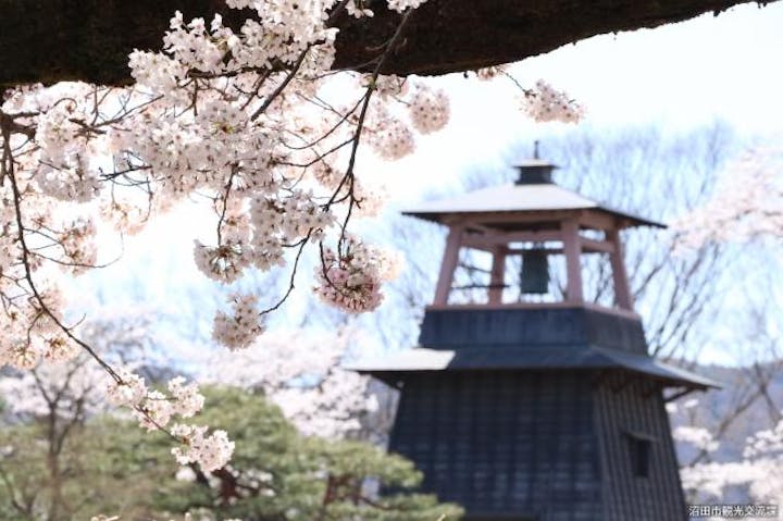 沼田公園の桜 アソビュー