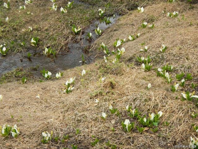 玉原高原のミズバショウ