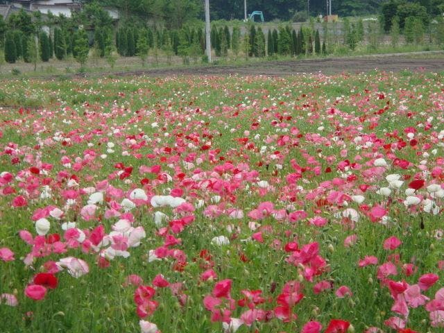 【中止】老神温泉ポピーまつり