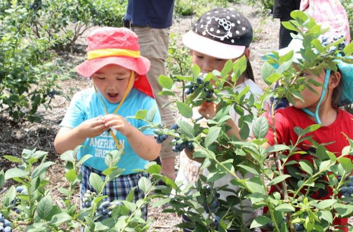 観光ブルーベリー園