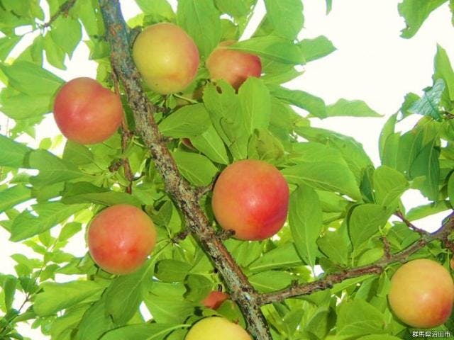 スポットの写真