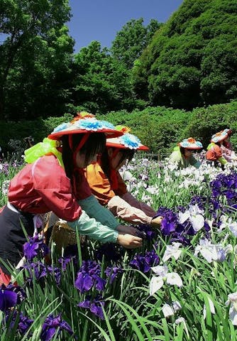 館林花菖蒲園