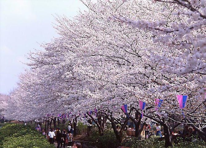 鶴生田川のさくら