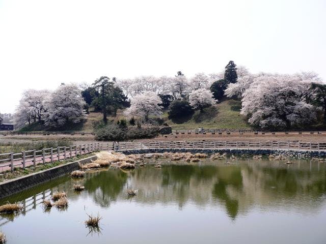 七輿山古墳の桜
